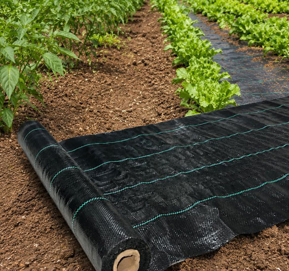 Dollar Weed Mat